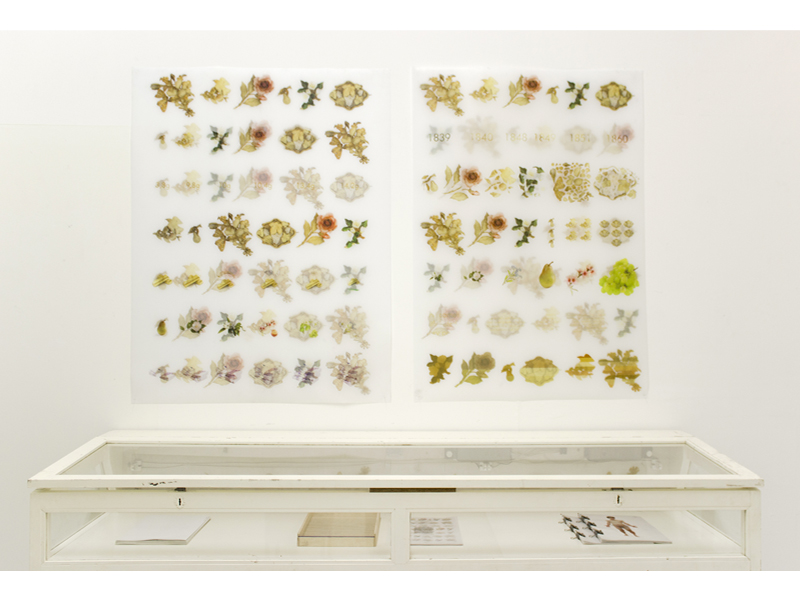 Niels Van de Wouwer, A Group of Botanical Jewels, 2015, four prints on polypropylene paper, 1189 x 841 mm, photo: artist Niels Van de Wouwer, A Group of Botanical Jewels, 2015, four prints on polypropylene paper, 1189 x 841 mm, photo: artist
