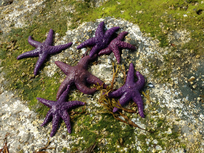 Exceptional purple starfish on the eastern coast of Vancouver Island, photo courtesy of Nancy Mēgan Corwin