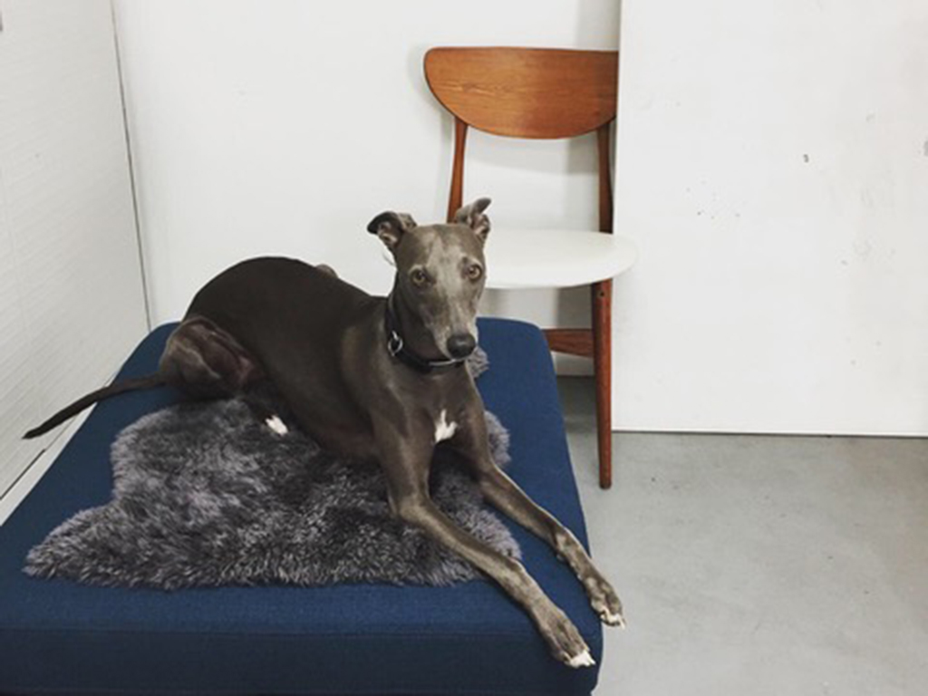 Eartha is Kristin Beeler’s studio manager and stylist. “She’s my first attempt at a dog and has me quite well trained,” says Beeler. “She came with her brother Sealey from the UK three years ago. Sealey resides with Caroline Gore and Oni the greyhound in Philadelphia. They are essential jewelry whippets and spend their days toggling between long bouts of indolence and running 35 miles an hour.” Photo courtesy of Kristin Beeler pets