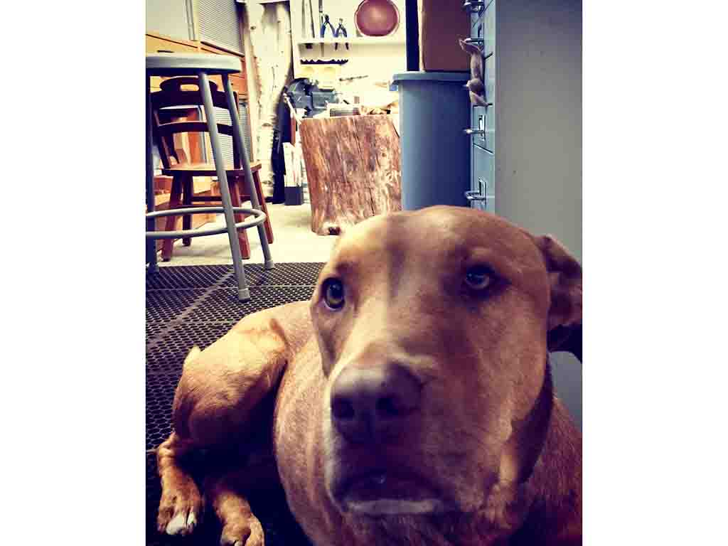 Cheeks, Sher Novak’s studio supervisor. Photo: Sher Novak pets