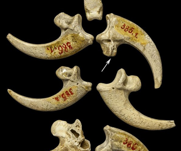 An image of white-tailed eagle talons from the Krapina Neandertal site in presen