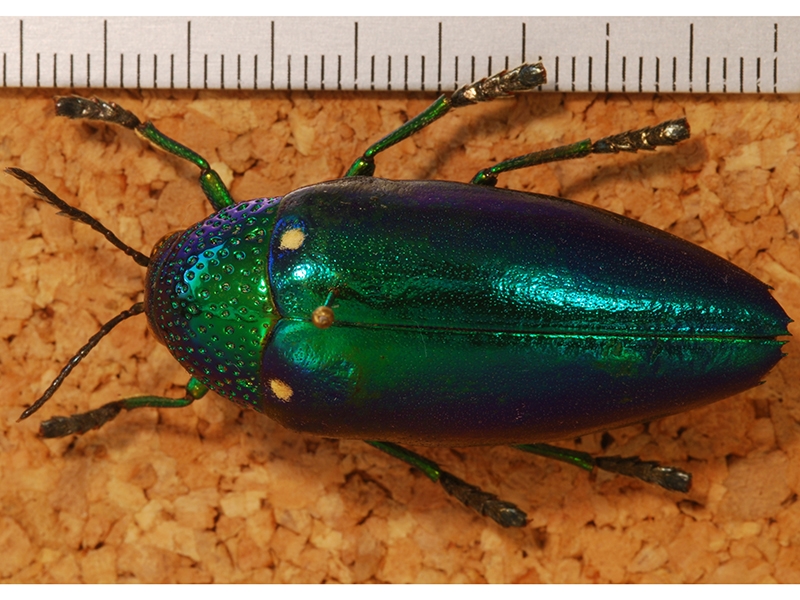Jewel beetle (Sternocera aequisignata), Thailand, photo: Bernard Dupont, France/Wikicommons. https://upload.wikimedia.org/wikipedia/commons/7/71/Jewel_Beetle_%28Sternocera_aequisignata%29_%288226873357%29.jpg Jewel beetle (Sternocera aequisignata), Thailand