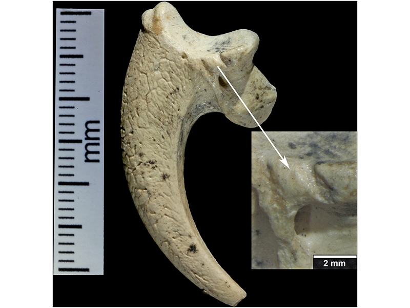 Possible Neanderthal jewelry, white-tailed eagle claws with striations found at the Neanderthal site of Krapina, Crimea, from 130,000 ago, photo from article PLOS ONE, 2015 Radovčić et al/Wikicommons Possible Neanderthal jewelry, white-tailed eagle claws with striations