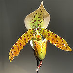 Orchid brooch by David C. Freda, enamel, precious metal, diamond, pearl, photo: Nathalie Mornu