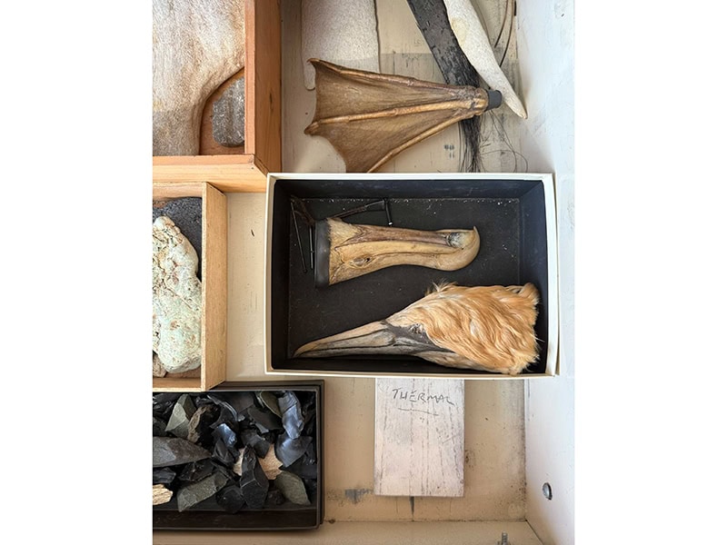 Peeking inside a drawer in Warwick Freeman’s studio to find a gannet head and an albatross foot, photo: Victoria McAdam