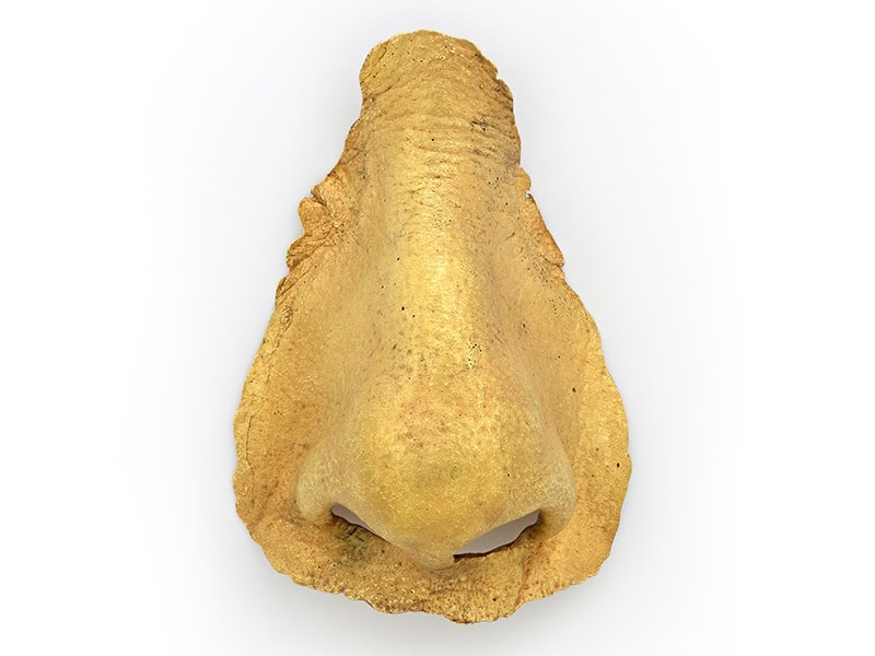 Gerd Rothmann, Die Goldene Nase Nosepiece, 1988, cast from Lois Boardman's nose, Los Angeles County Museum of Art, gift of Lois and Bob Boardman (M.2013.221.28), © Gerd Rothmann, photo © Museum Associates / LACMA. The German expression “eine goldene Nase Verdienen," which translates directly as “to earn a golden nose,” means to make a small fortune or to make a killing, and that is the meaning behind this piece.