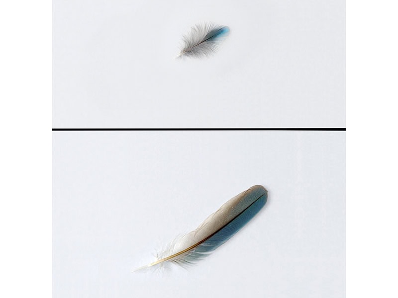 Kingfisher feathers. (Top) dorsal feather, (bottom) wing feathers, photographer unknown